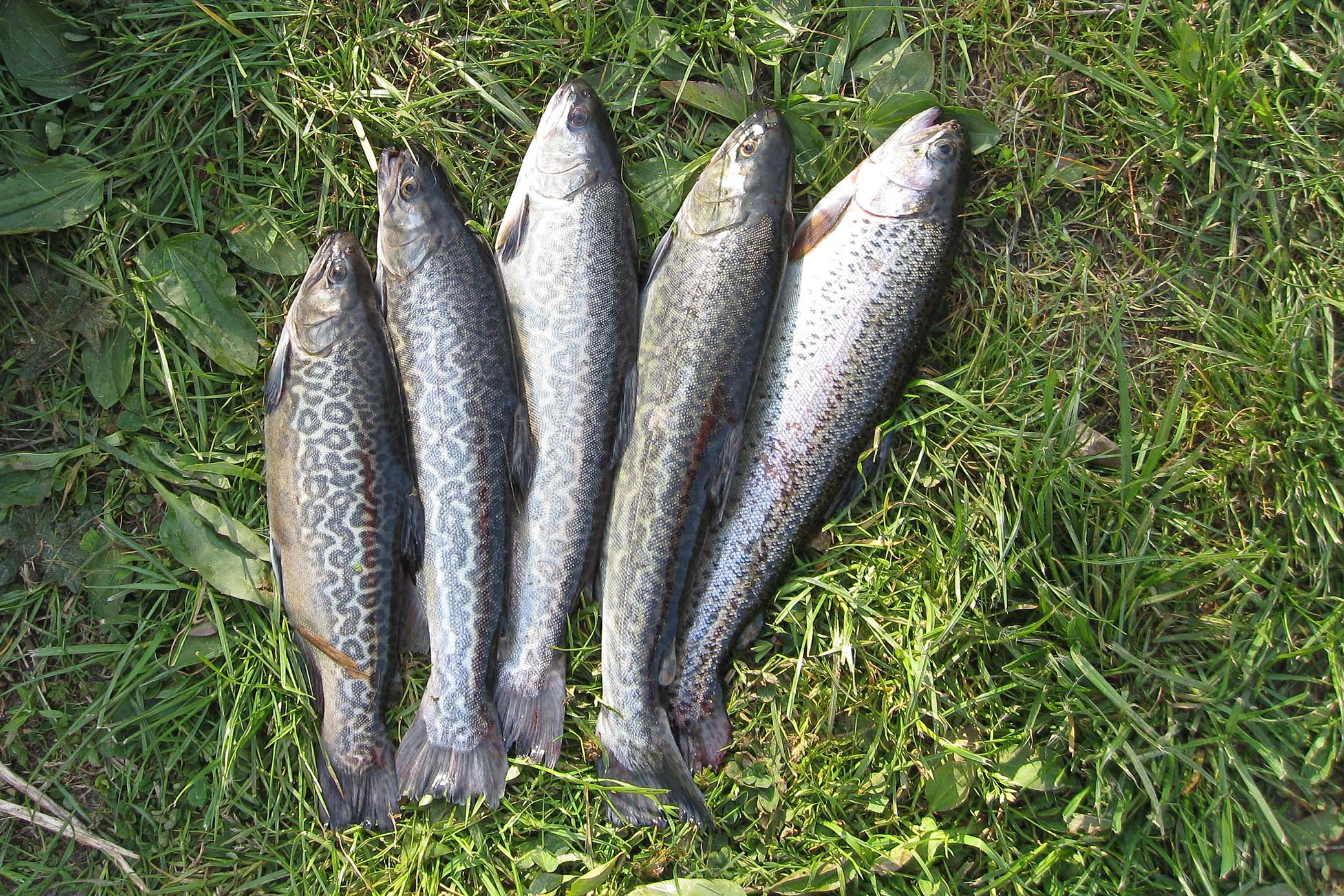 IMG_2358_4Tigertrout_1Rainbowtrot