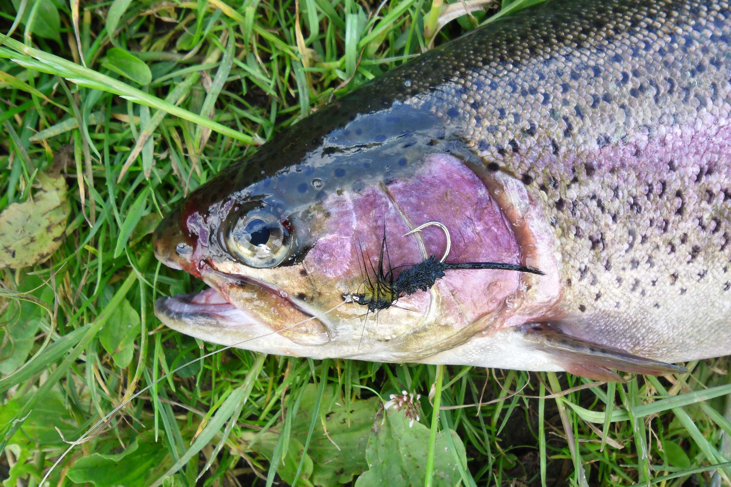 FiskSortFlue