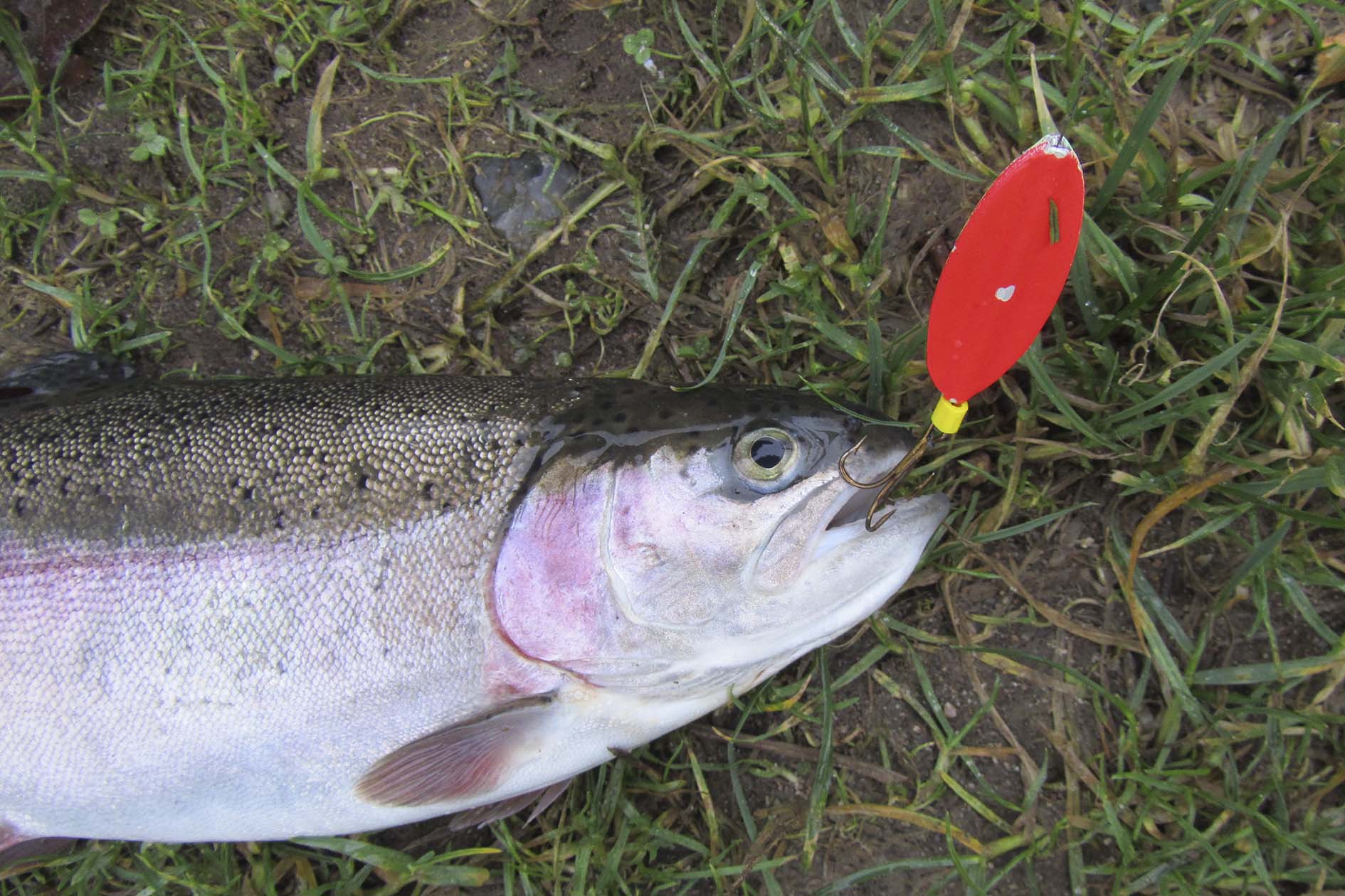 IMG_1237_fiskblink