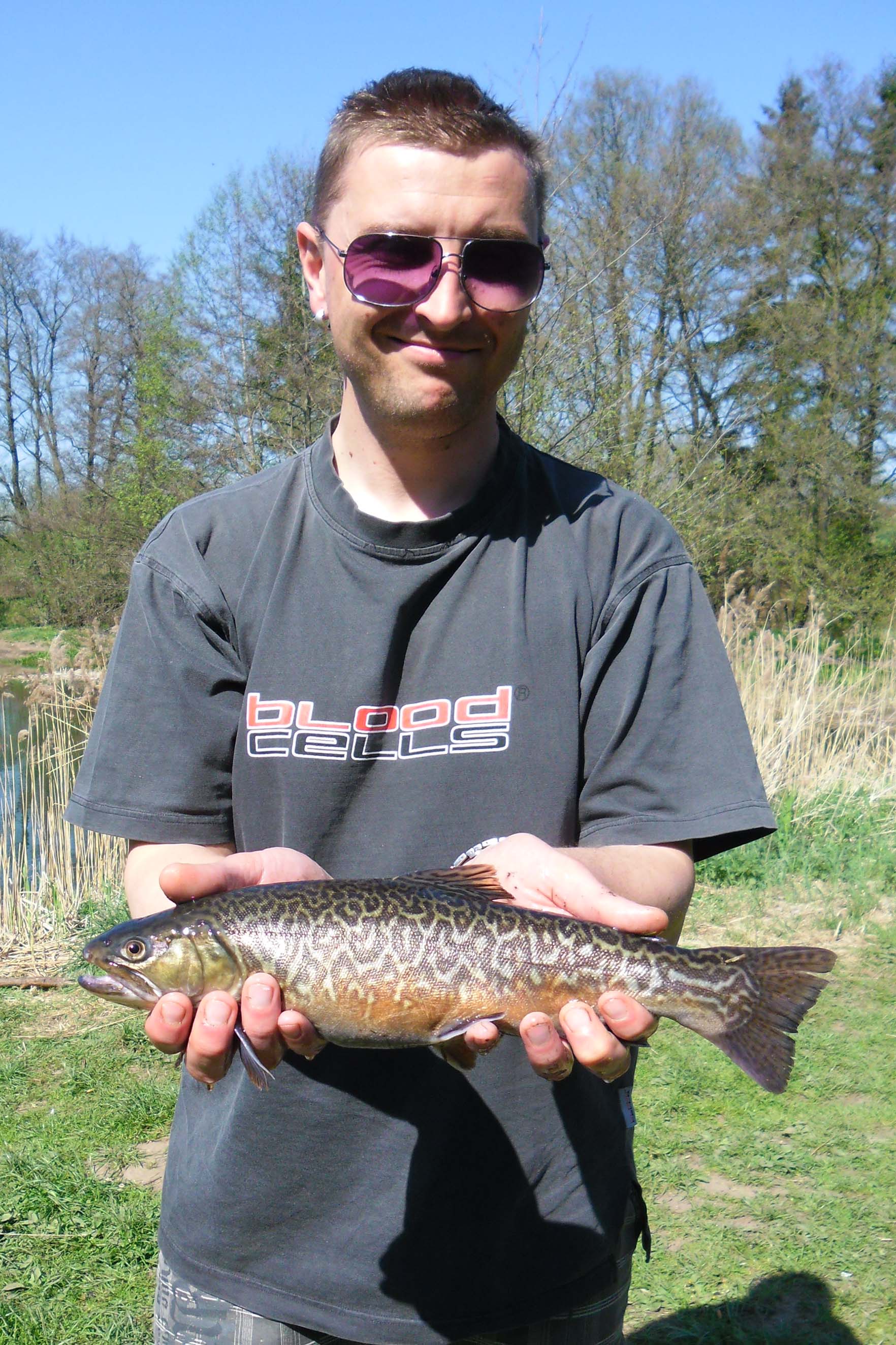SAM_0342_Tigeroerred