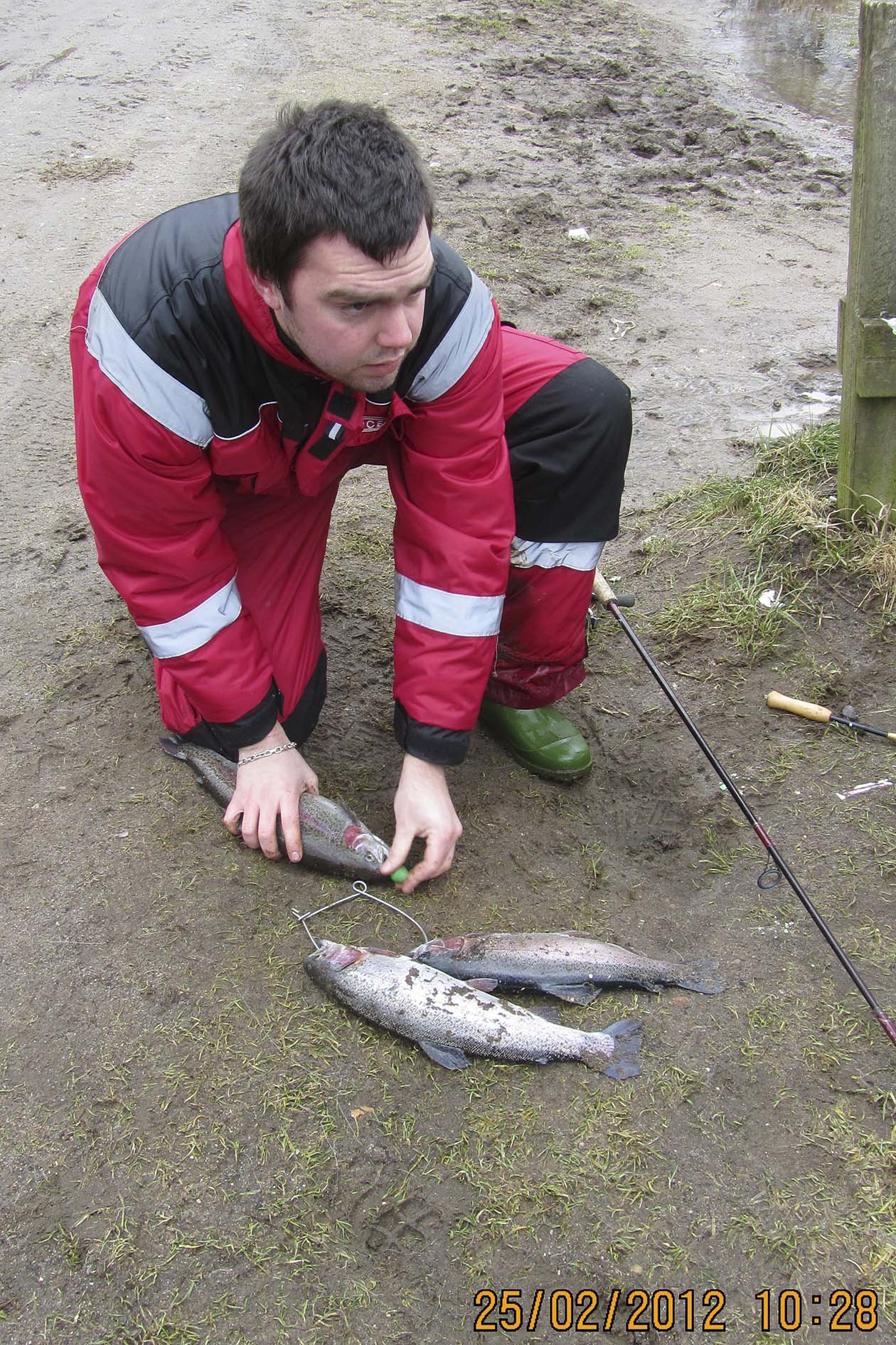 1371_trefisk