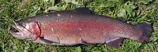Rainbow trout, male