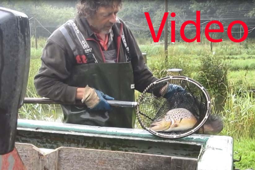 fangerfiskpådambrugVideo