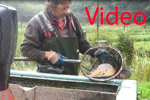fangerfiskpådambrugVideo